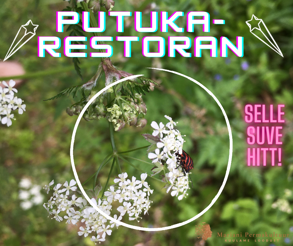 Putukahotell ja putukarestoran – selle suve parim investeering!